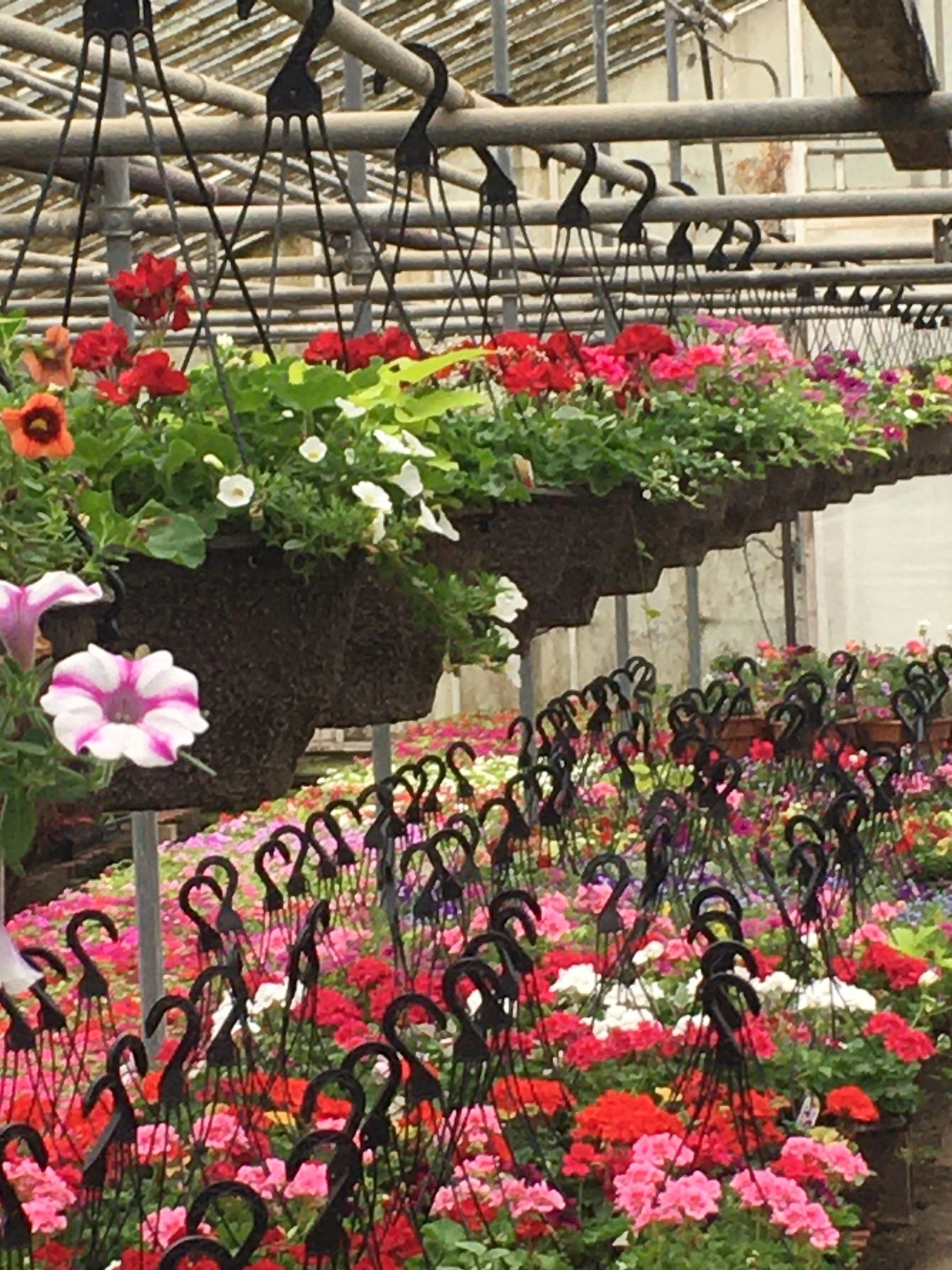 Hansen's Greenhouse Inc. Potted Flowers, Herbs, Plants