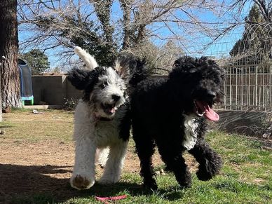 F1b Bernedoodle and F1 Aussiedoodle