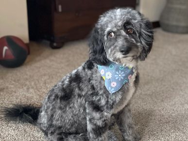 F1 moyen Aussiedoodle