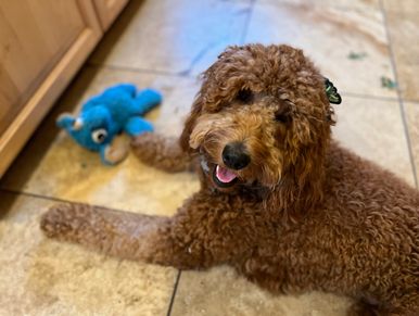 F1b moyen Irish Goldendoodle