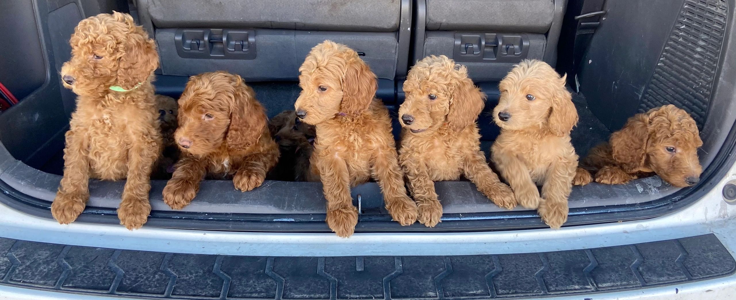 golden doodle puppies