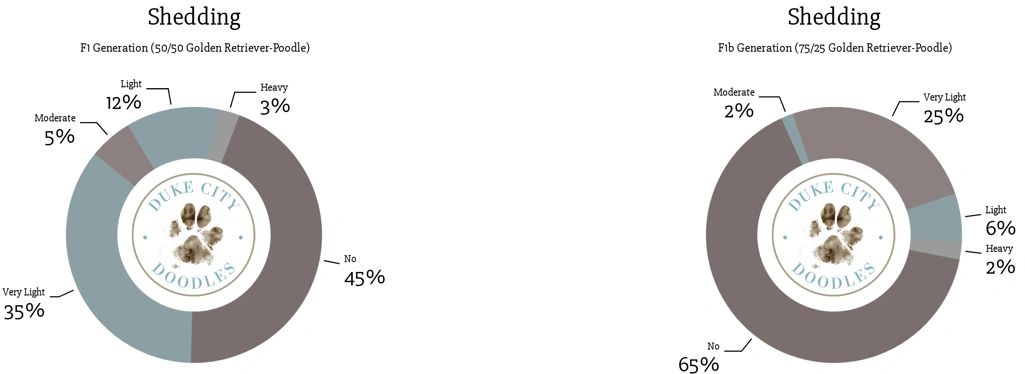 Non-shedding doodle puppies and hypoallergenic information