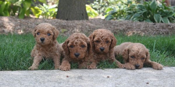 Four adorable brown puppies sitting on grass.