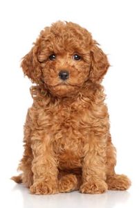 Adorable curly-haired brown puppy sitting.