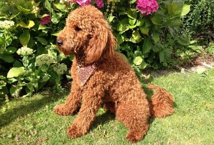 Curly brown dog sitting on grass near flowers.