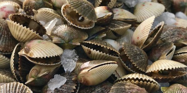 Close-up of fresh clams with ice.