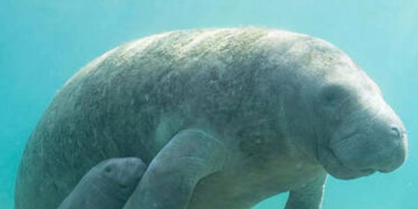 A manatee swimming underwater with its calf.