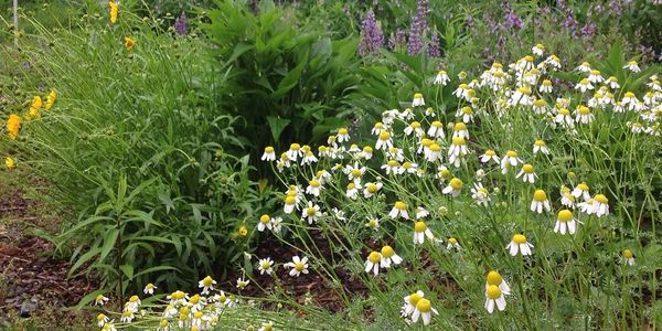 Pollinator garden with herbs and flowers
