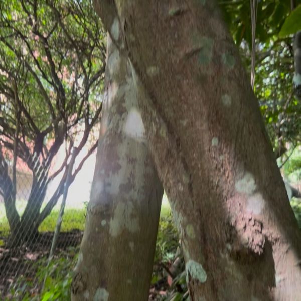 Close-up of tree trunks with lichen in a shaded garden.