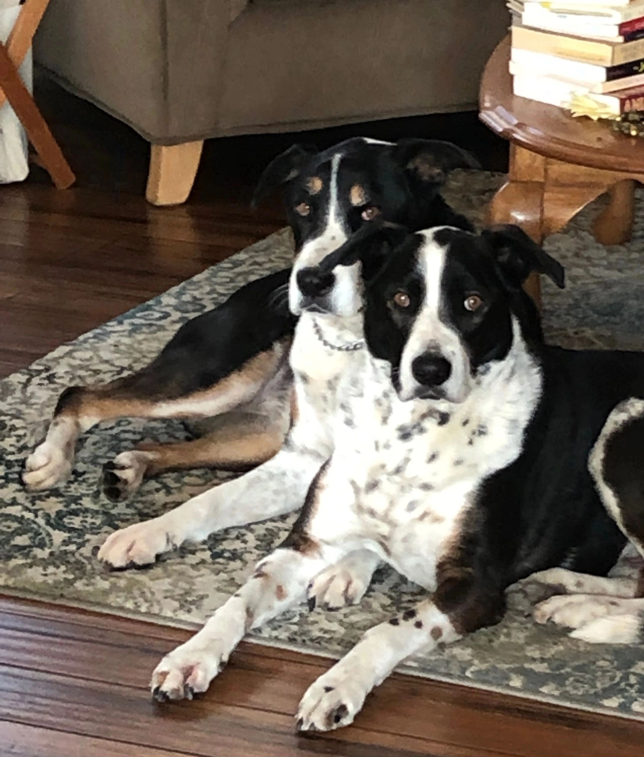 Leslie's House & Pet Sitting House Sitting Livermore, California