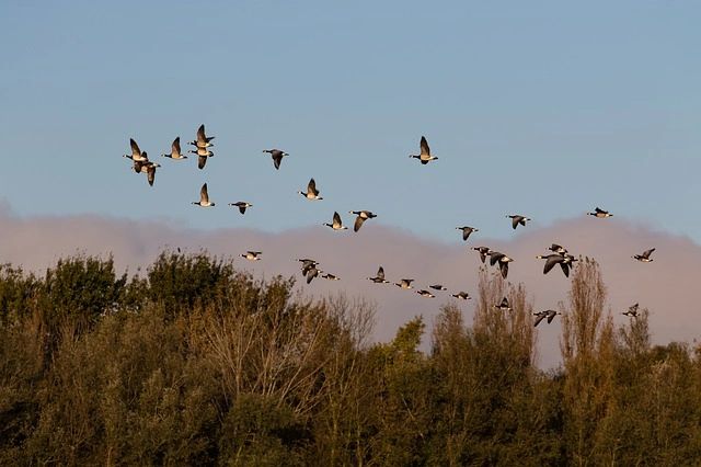 Canada goose migration pattern sales