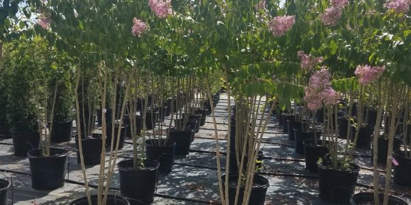 Rows of potted flowering trees in a nursery.