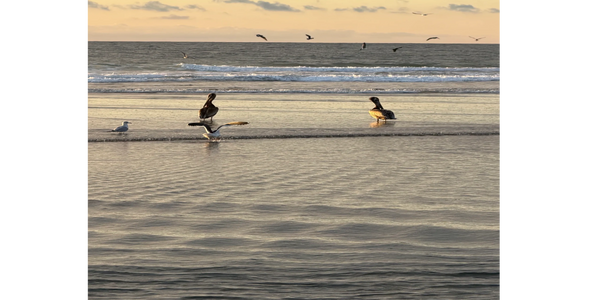 Pelicans and seagulls at sunset on a calm beach with gentle waves.