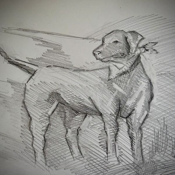 Pencil sketch of a dog standing with a bandana around its neck.