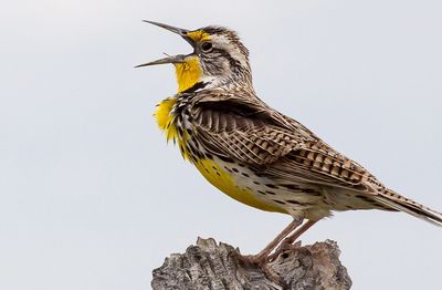 Meadowlark