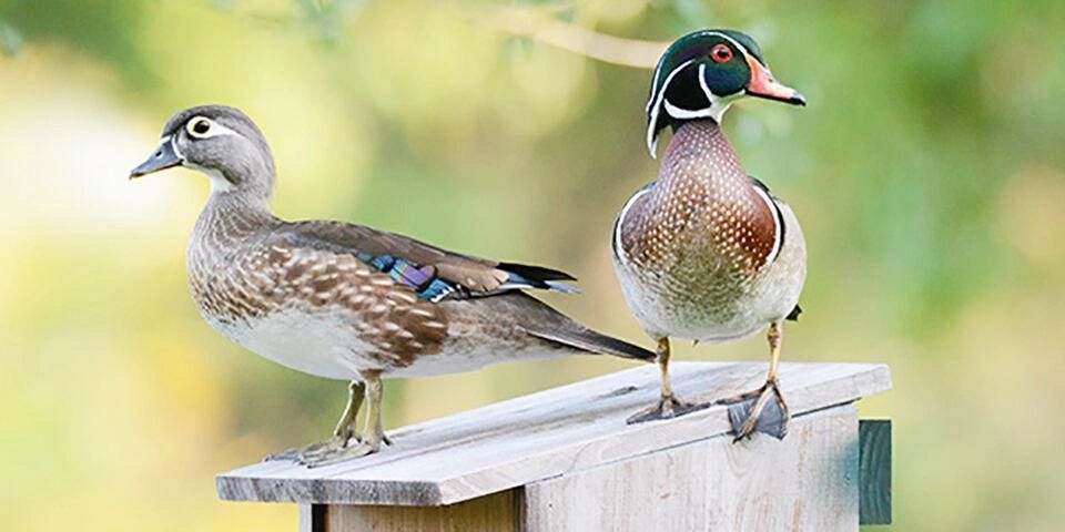 A project to increase the wood duck population at Tewaukon National Wildlife Refuge is ongoing. It’s included teamwork between the refuge and the Red River Area Sportsmen’s Club, the building of nesting boxes and the installation of them at and around the refuge. - Courtesy National Wildlife Federation A project to increase the wood duck population at Tewaukon National Wildlife Refuge is ongoing. It’s included teamwork between the refuge and the Red River Area Sportsmen’s Club, the building of nesting boxes and the installation of them at and around the refuge. - Courtesy National Wildlife Federation
