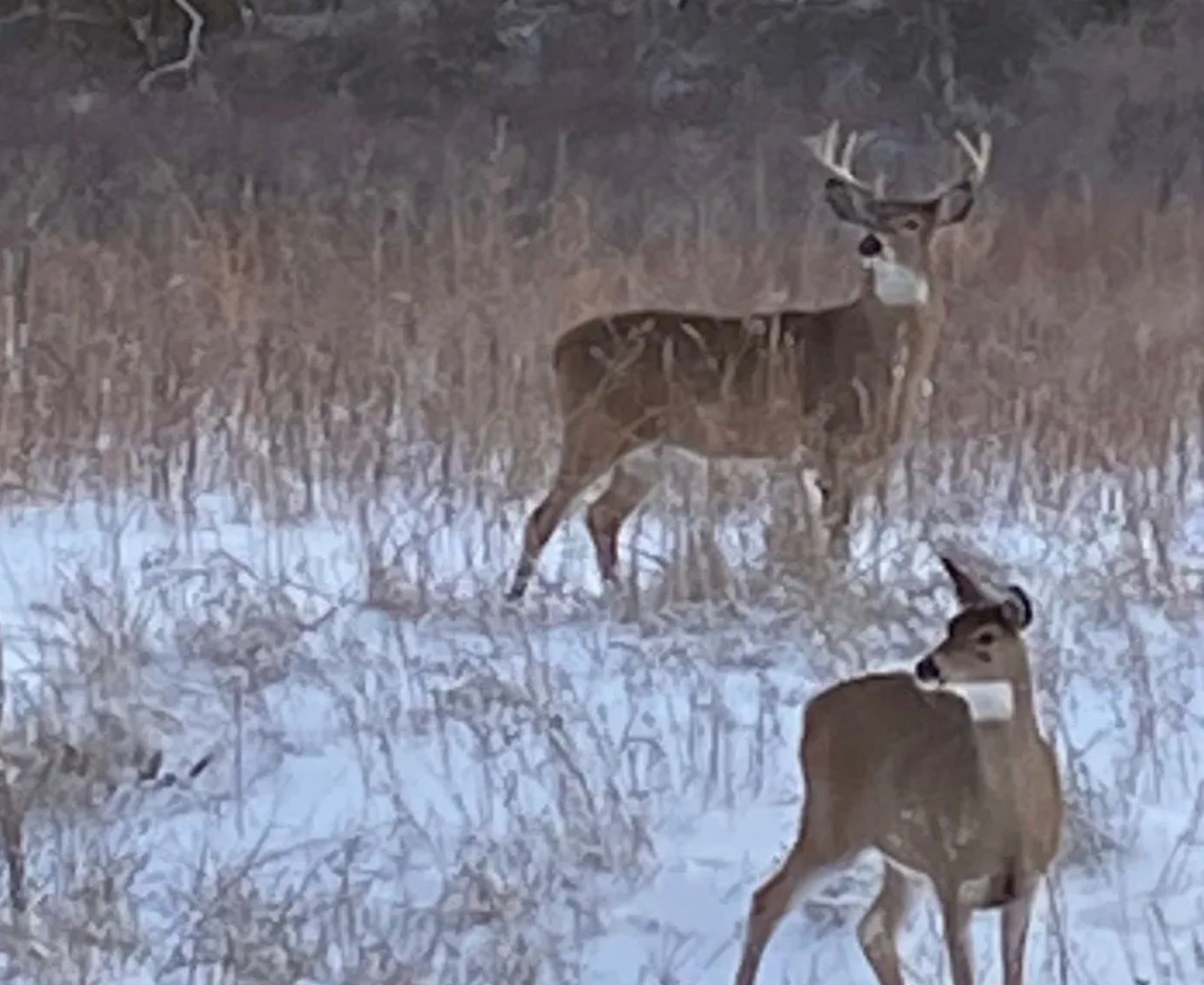 Buck and doe at the edge of a snowy CRP field