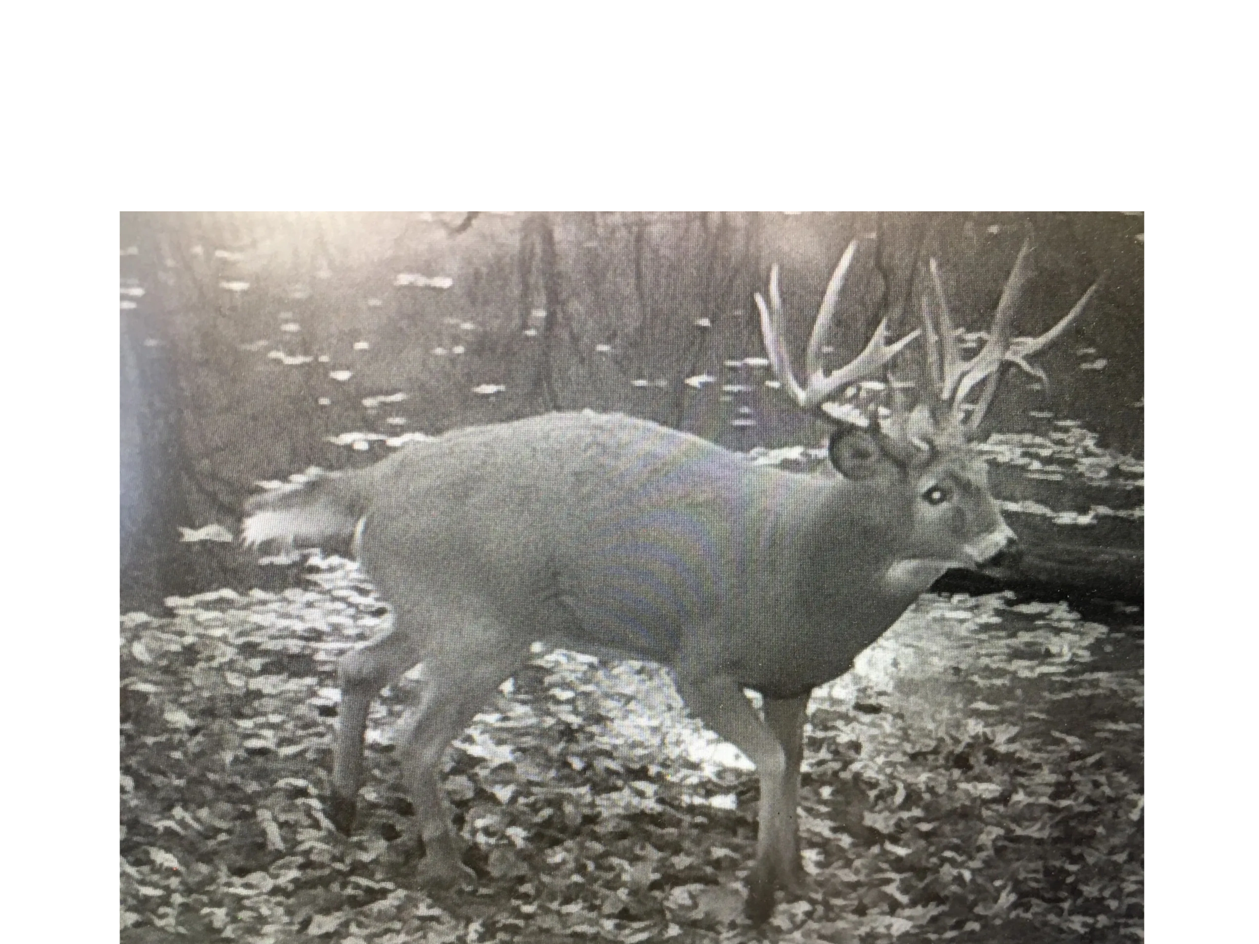Elk Creek Outfitters — photo 2