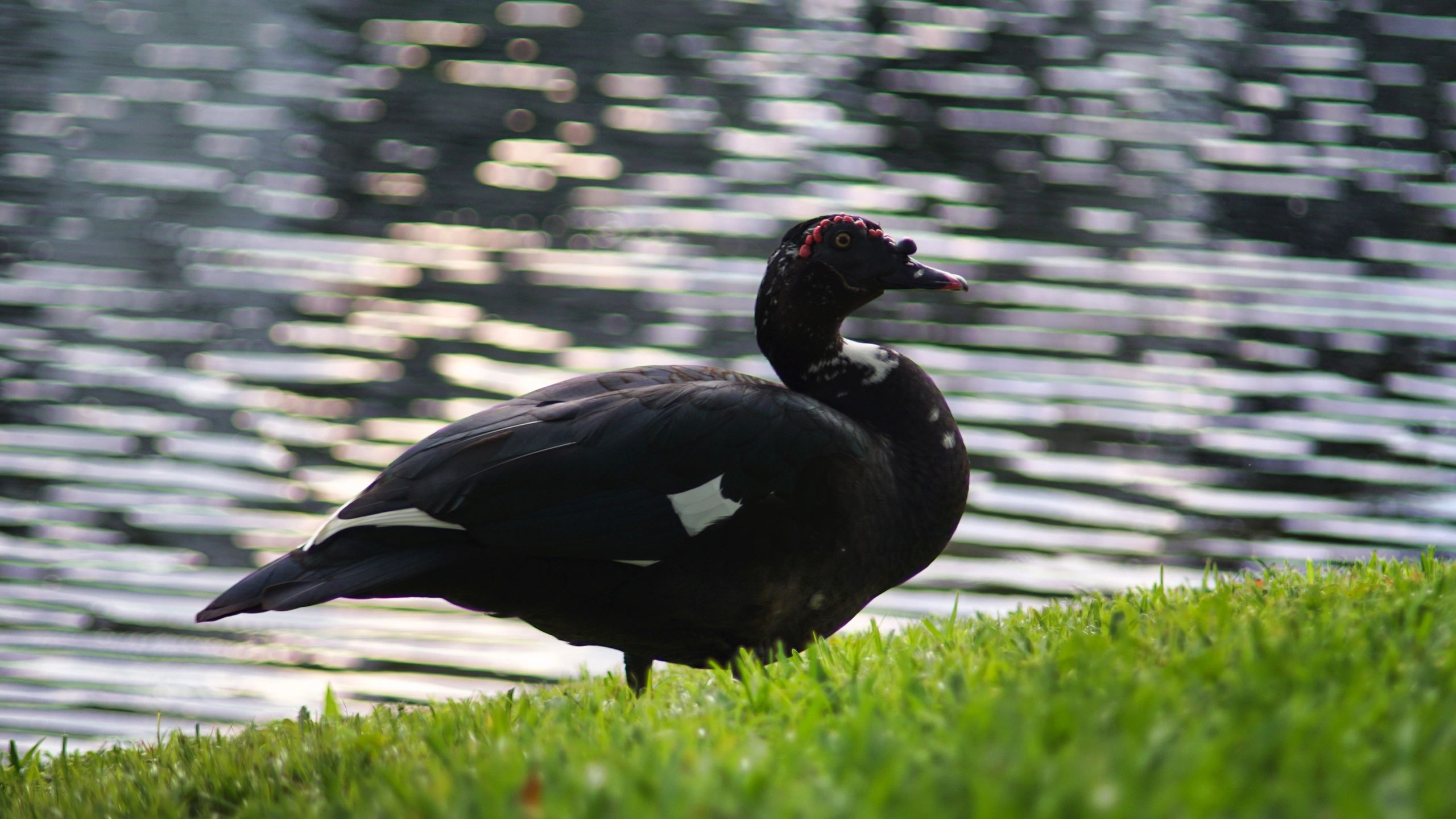 wild duck walking through the grass