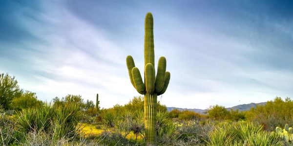 Saguaro cactus under cloudy sky.
