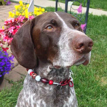cool dog, cool dog collar, dog in beads, red dog collar 
