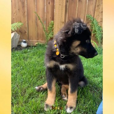 A fluffy black and tan puppy sitting on green grass beside a wooden fence.