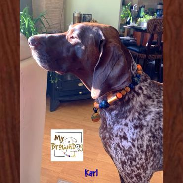 German Shorthaired Pointer dog sitting indoors in sunlight.