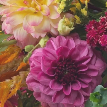 A dark pink dahlia flower surrounded by other yellow, pink, and orange flowers.