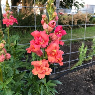 A salmon colored snapdragon stem in a garden setting supported by a wire fence.