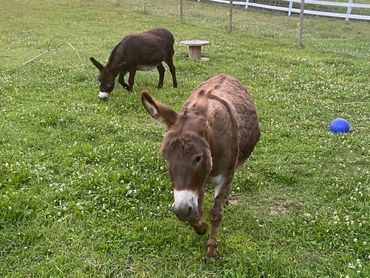 two  donkeys