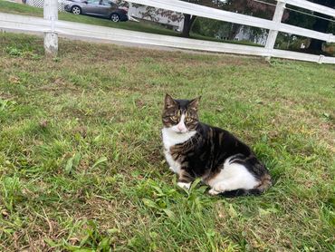 Oliver