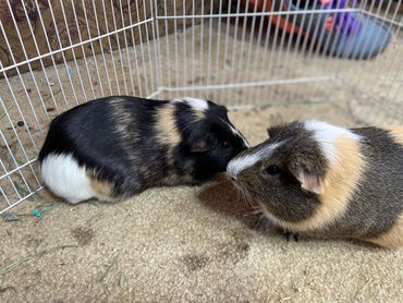 Willow and Aspen