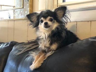 Chihuahua