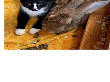 Sylvester and Harvey