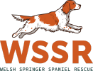 Welsh Springer Spaniel Rescue