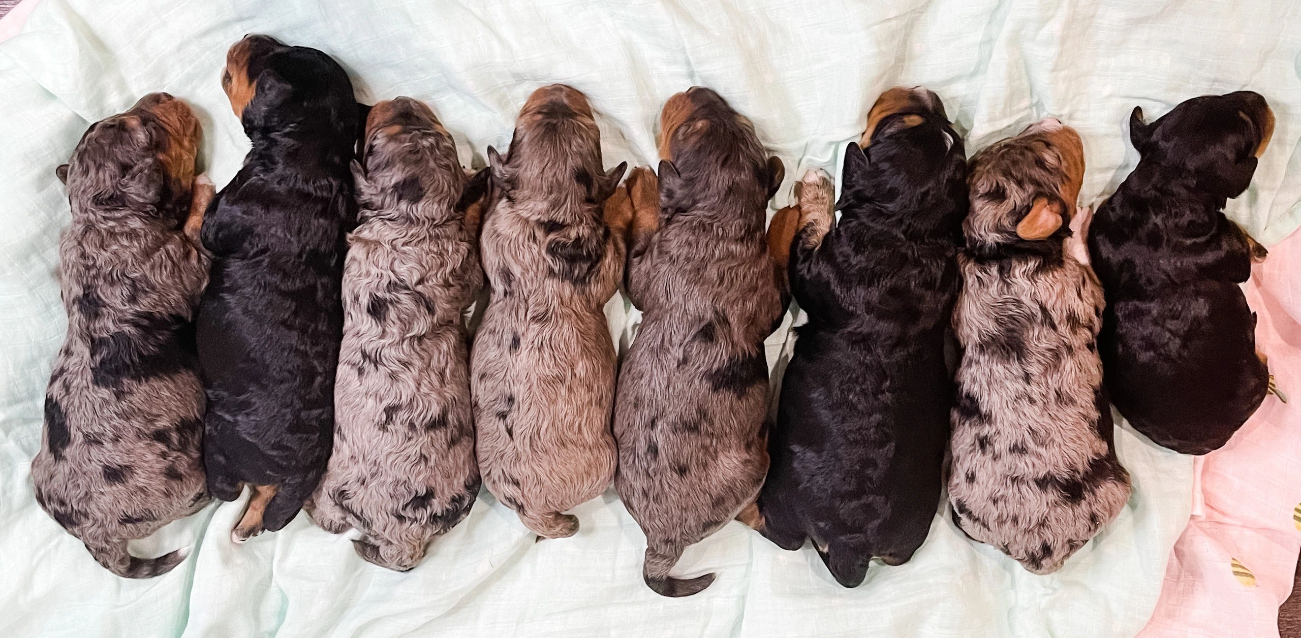 Chocolate schnoodle puppies for sale hot sale