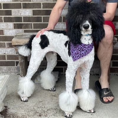 Phantom Parti Poodle, Phantom Tri Poodle, Tri colored bernedoodle