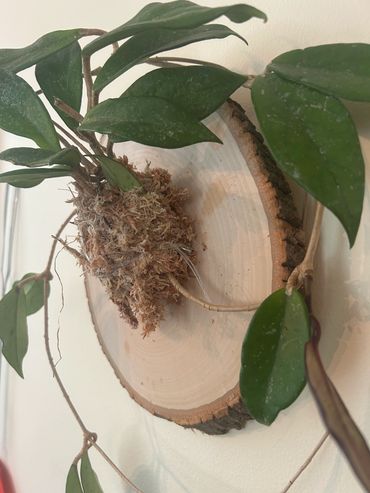 Hoya Macrophylla in spagnum moss mounted on raw edge pine slab
Small 39.95
Medium 49.95
Large 59.95