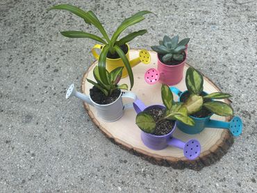 3” watering can w/ spider plant, 3 lipstick plants and a succulent.
Each $12 or
Set $50 includes bas