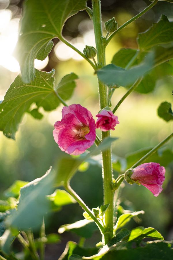 Pink flowers blooming on a green plant in sunlight.