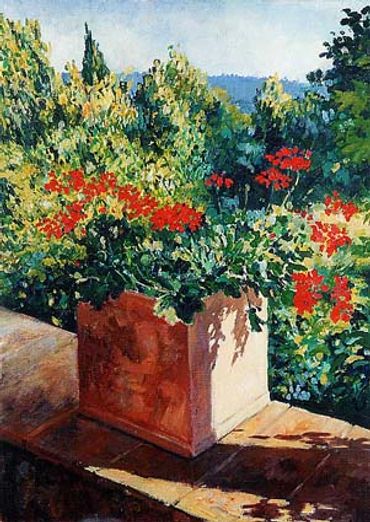 Geraniums