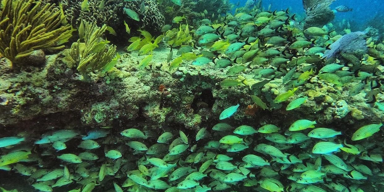 Scuba Diving in the Shallow Reefs