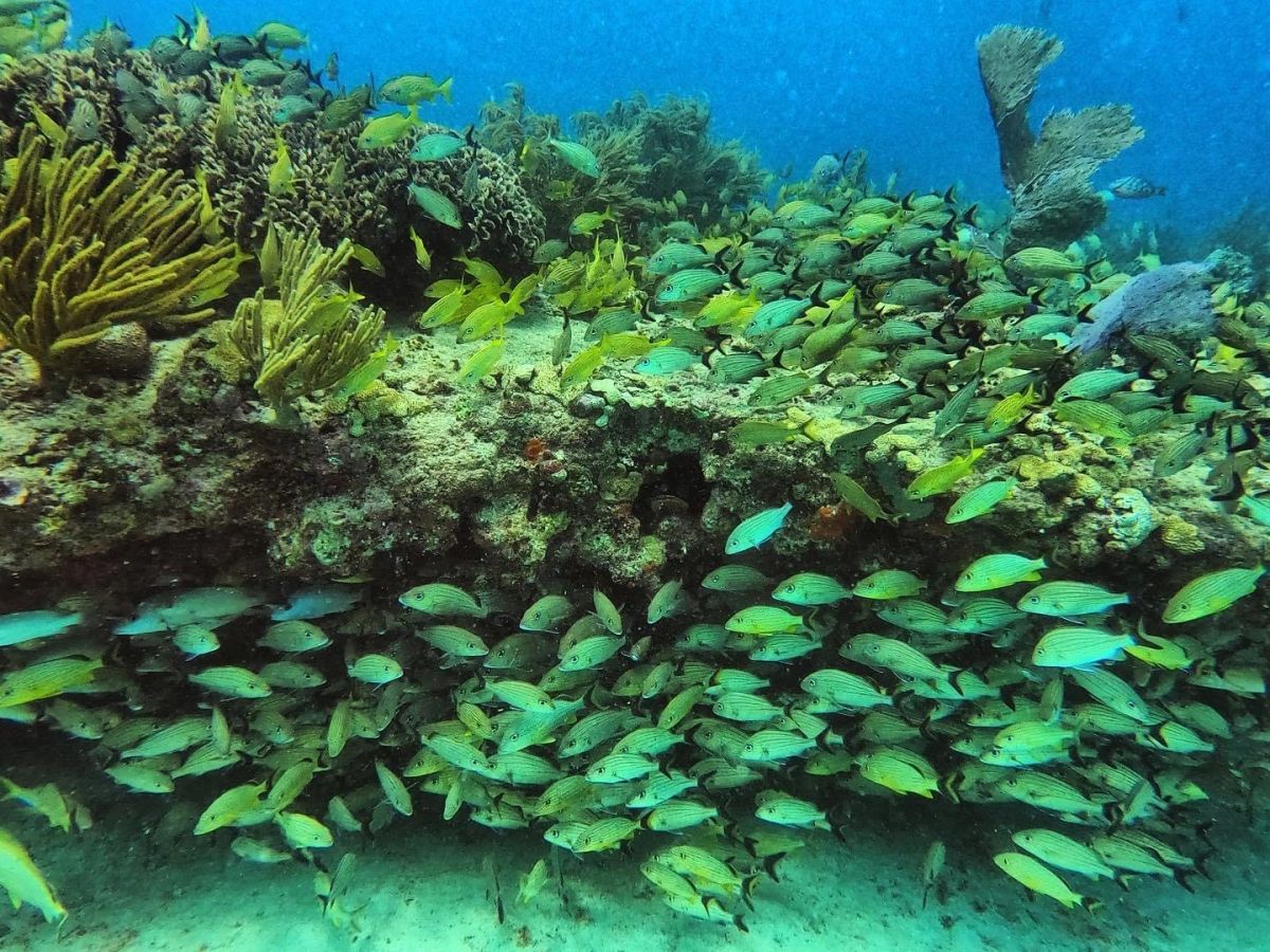 Playa Del Carmen Shallow 2 Tank Dive