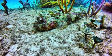 Playa Del Carmen Shallow Dives