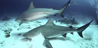 Bull Shark Dives Playa Del Carmen 