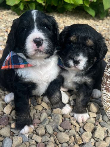 These two are ready to get new  homes 11/ 4/23. They are standard size bernadoodles, tri colored! 