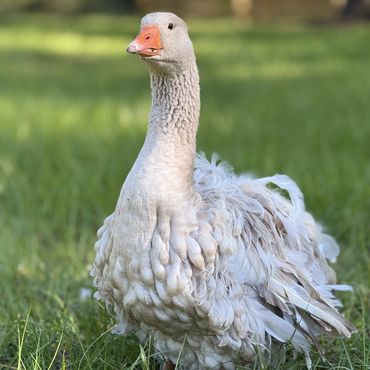 full curly buff sebastopol goose