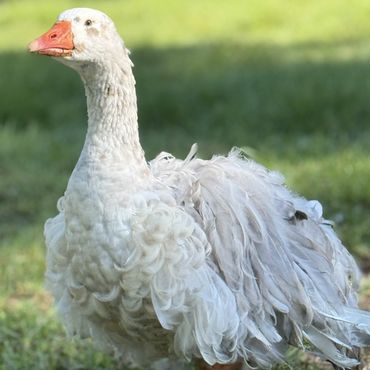 full curly blue splash sebastopol goose