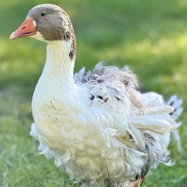 gray saddleback full curly sebastopol goose