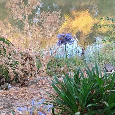 Purple flower near a calm pond with autumn reflections.